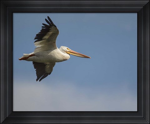 Framed Coasting Print