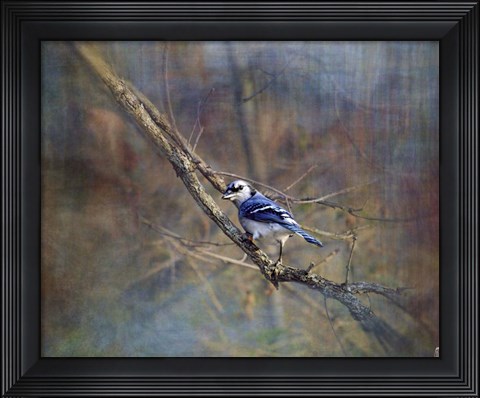 Framed Color My World Blue Jay Print