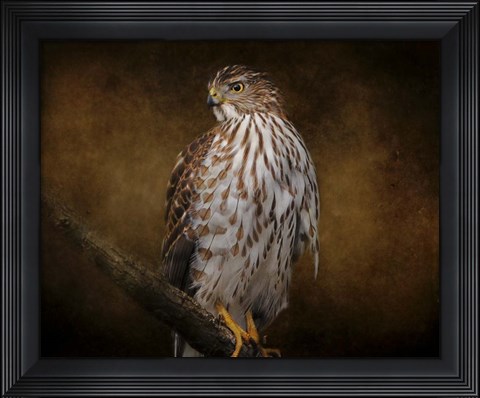 Framed Coopers Hawk Portrait 1 Print