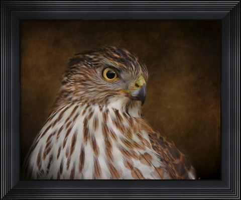 Framed Coopers Hawk Portrait 2 Print