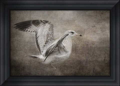 Framed Dance Of The Lone Gull Print