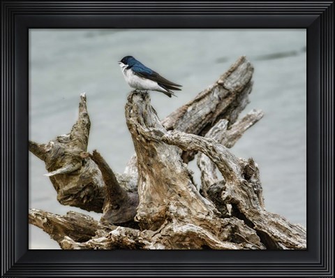 Framed Driftwood Song Print