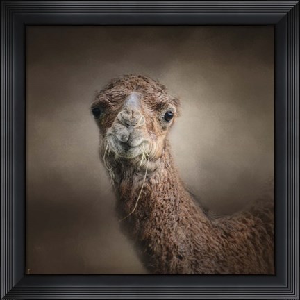 Framed Eat Your Veggies Camel Print