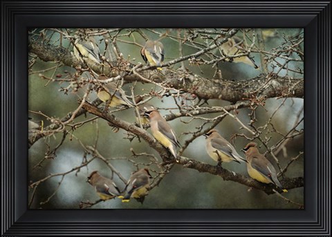 Framed Family Reunion Cedar Wax wings Print
