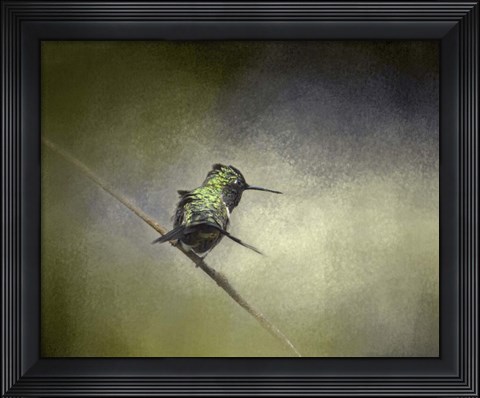 Framed Feeling Frisky Hummingbird Print