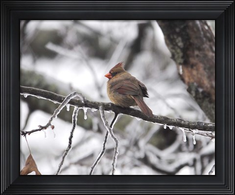 Framed Female Cardinal Braving The Cold Print