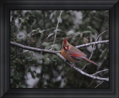 Framed First Day Of Snow Print