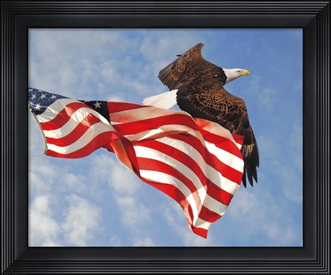 Framed Flight of Freedom Bald Eagle Print