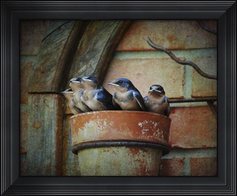 Framed Flower pot Swallows Print