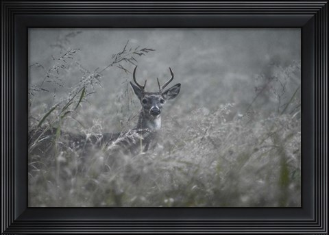 Framed Foggy Morning Buck Print