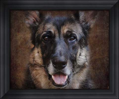 Framed German Shepherd Face Print