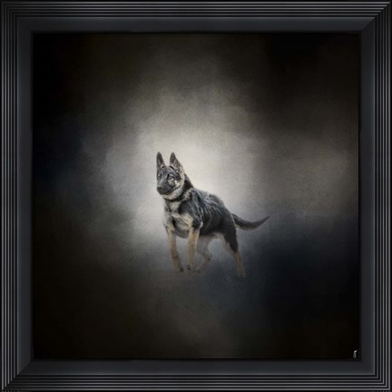 Framed German Shepherd Puppy Feet First Print
