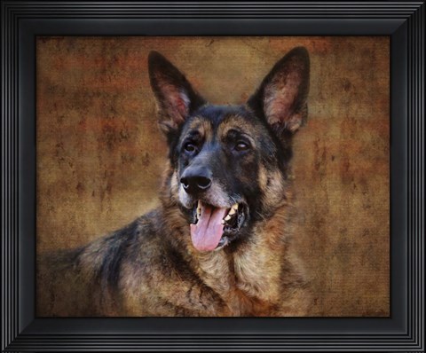 Framed German Shepherd Print