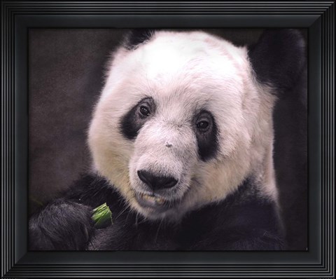 Framed Giant Panda Bear Print