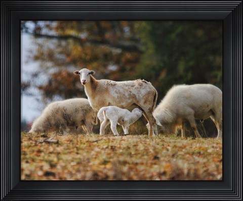 Framed Giving Nourishment Sheep Print