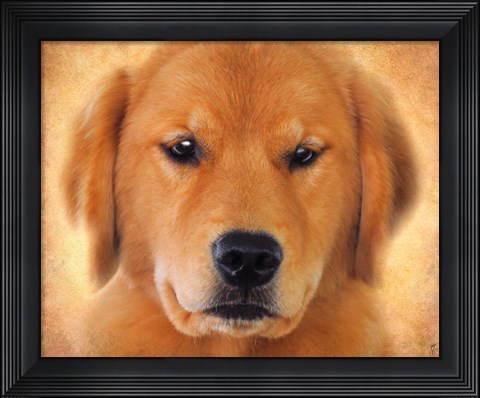Framed Golden Retriever Portrait Print