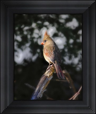 Framed Good Morning Sunshine Print