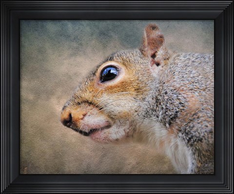 Framed Gray Squirrel Portrait Print