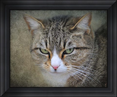 Framed Gray Tabby Cat Portrait Print