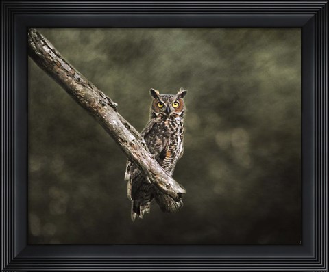 Framed Great Horned Owl At Shiloh Print