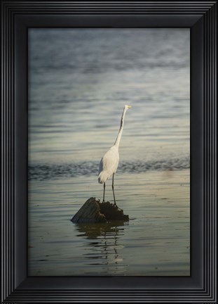 Framed Great White Egret At Sunrise Print