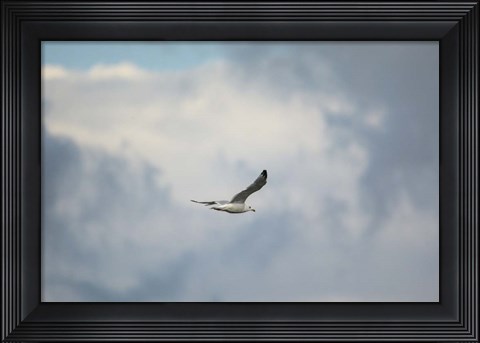 Framed Gull Over Paris Landing Print