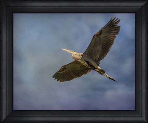 Framed Heron Overhead Print