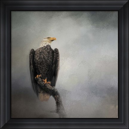 Framed High Perch Bald Eagle Print
