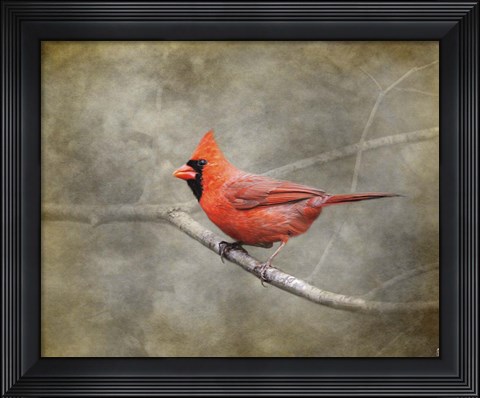 Framed His Red Glory Cardinal Print