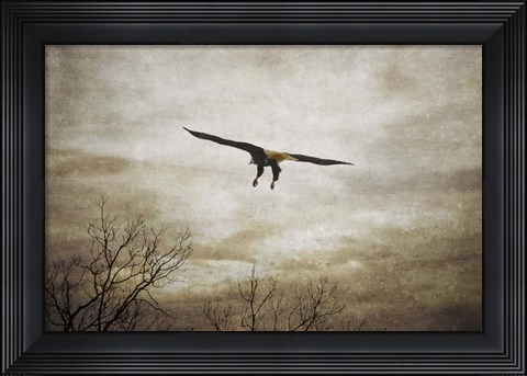Framed Home Safely Bald Eagle Print