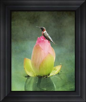 Framed Hummingbird And The Lotus Flower Print