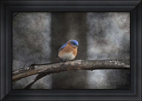 Framed Last Day Home Bluebird Print
