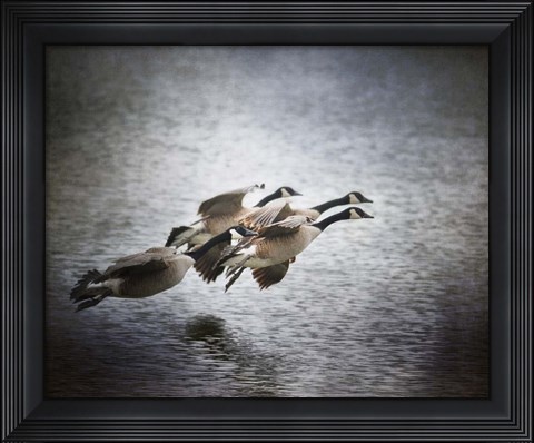 Framed Last Flight Of The Day Print