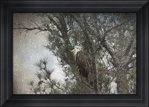Framed Last Winter Blast Bald Eagle Print