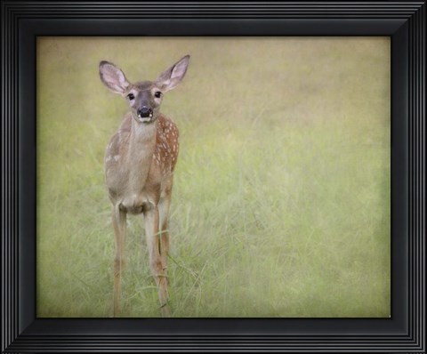 Framed Listening Ears White Tailed Fawn Print