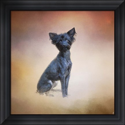 Framed Little Angel Yorkie Poo Print
