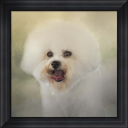 Framed Little Cotton Ball Bichon Frise Print
