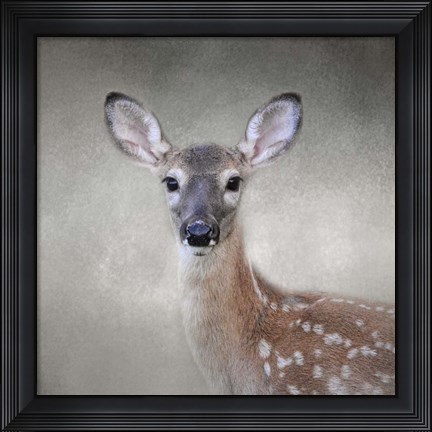 Framed Little Miss Lashes White Tailed Fawn Print