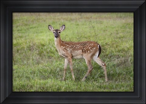 Framed Little Spotted Fawn Print