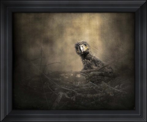 Framed Lone Eaglet In The Nest Print