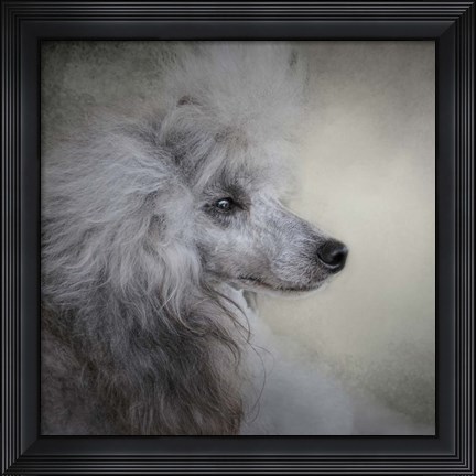 Framed Longing Silver Standard Poodle Print