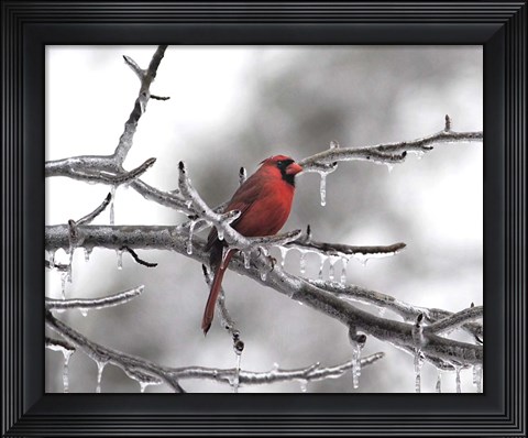 Framed Male Cardinal Braving The Cold Print