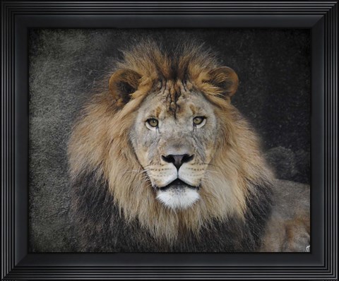 Framed Male Lion Portrait 1 Print