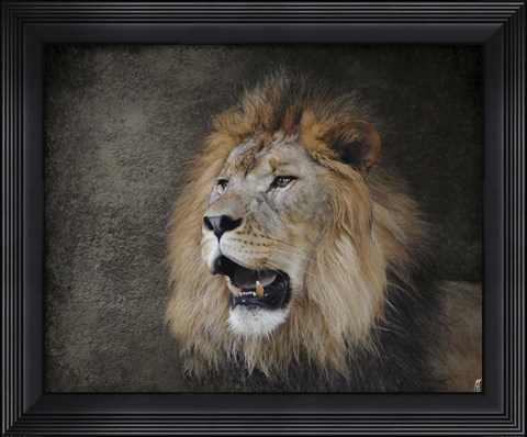 Framed Male Lion Portrait 2 Print