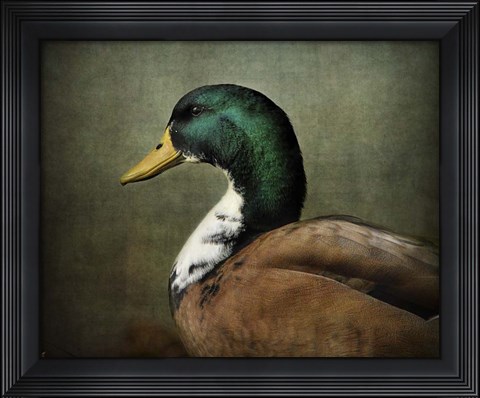 Framed Mallard Duck Portrait Print