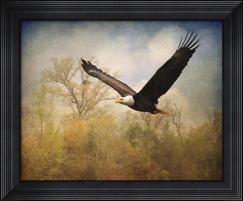 Framed Monarch Of The Skies Bald Eagle Print