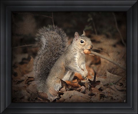 Framed More Than You Can Chew Squirrel Print