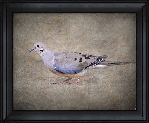 Framed Mourning Dove Portrait Print
