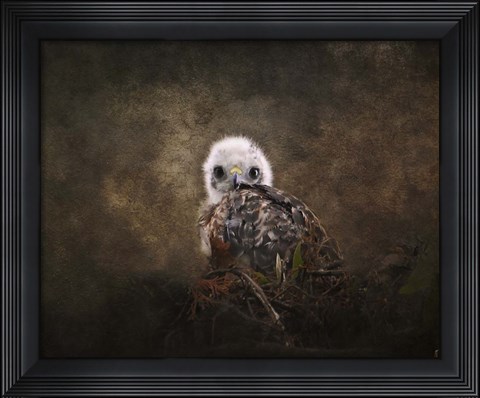 Framed Nestling Baby Red Shouldered Hawk Print