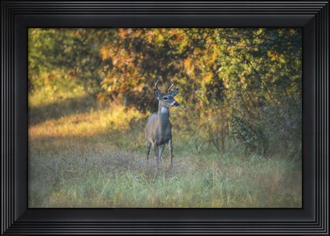Framed October Buck Print